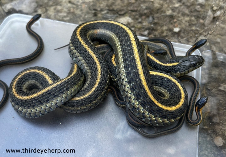 Aquatic Garter Snakes